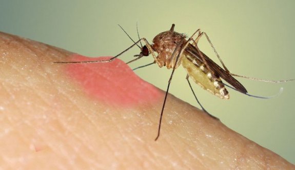 Sivrisinekler Neden Bazı İnsanları Daha Çok Isırıyor?
