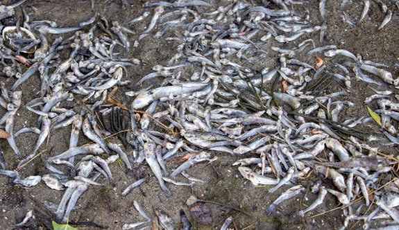 California’da binlerce ölü balık kıyıya vurdu