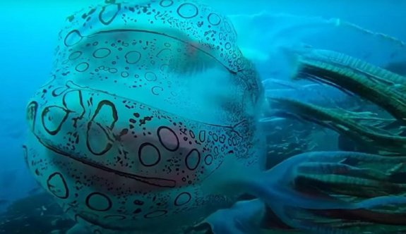 Papua Yeni Gine’de görüntülenen denizanası büyük ilgi uyandırdı