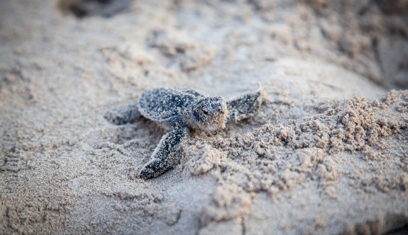 Deniz Kaplumbağaları Koruma ve Araştırma Projesi kapanış etkinliği Pazar yapılacak