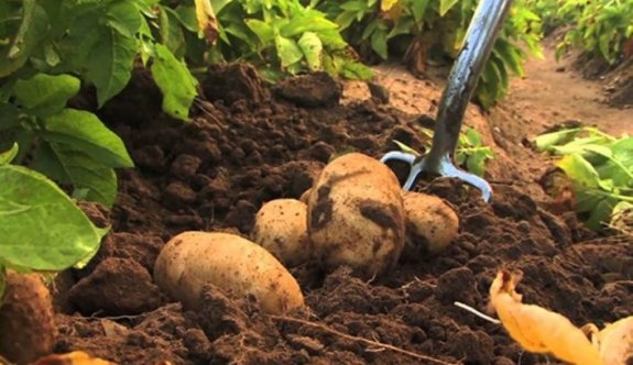 Patates ekimi yapılan arazilerin 15 Ekim’e kadar beyan edilmesi gerekiyor