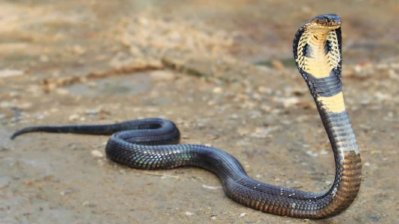 Dünyanın en tehlikeli yılanı  hayvanat bahçesindeki kafesinden  kaçtı