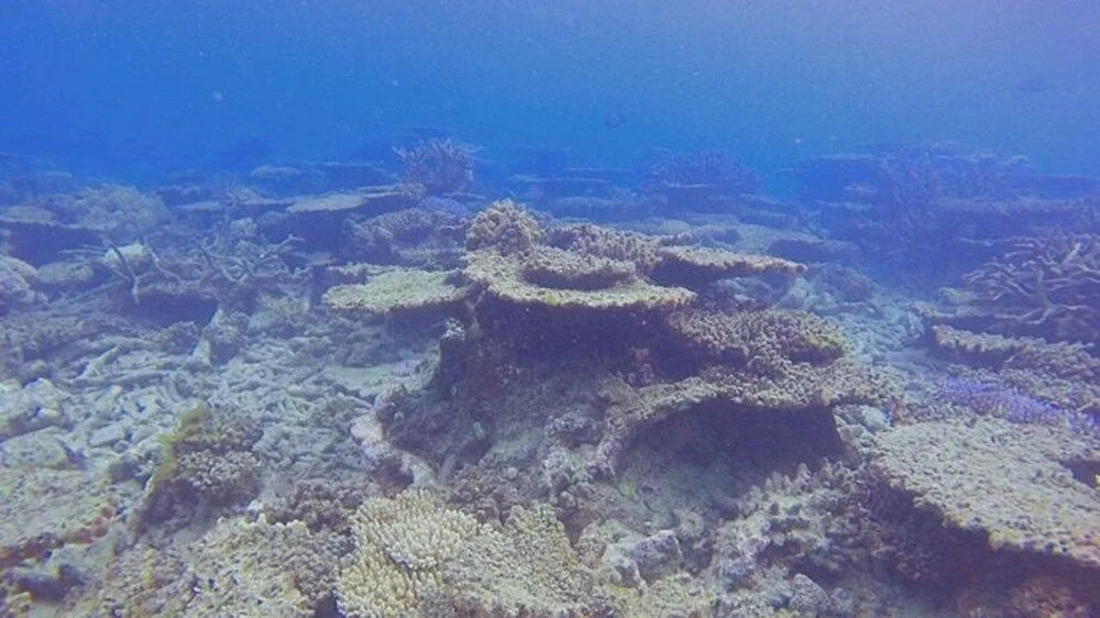 Mercan resiflerinin yarısı 13 yıl içinde yok olabilir
