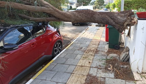 Park halindeki aracın üzerine ağaç devrildi