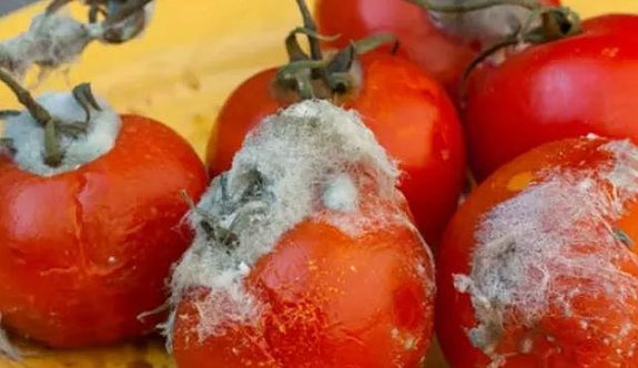 Çürük domatesin hiç bilinmeyen faydaları