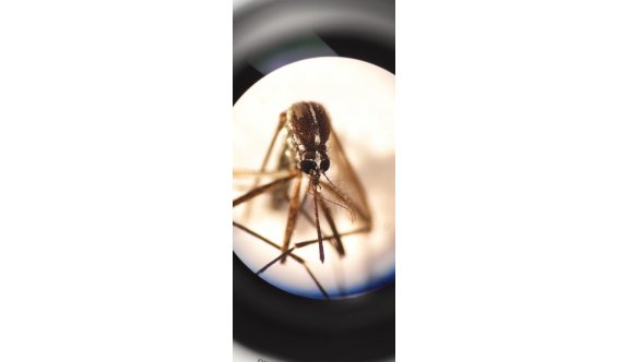 Girne bölgesinde Asya kaplan sivrisineği alarmı