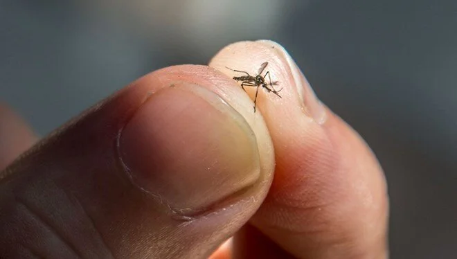 Normalden bin kat fazla böcek ilacına dahi dayanabilen "süper" sivrisinekler keşfedildi