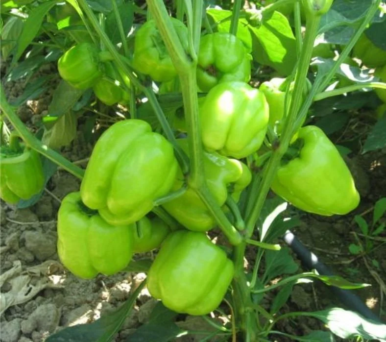 Yerli ürünlerden Biber ve domateste limit üstü bitki koruma