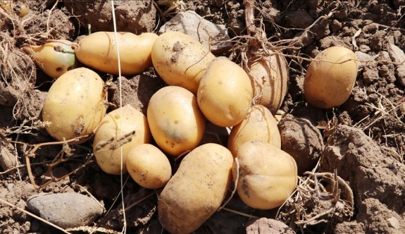 “Tohumluk patatesler ülkedeki mühendisler tarafından kontrol edilmeden getirildi”