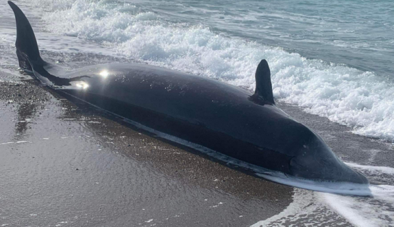 Gagalı balinalar Kıbrıs kıyılarına vurdu