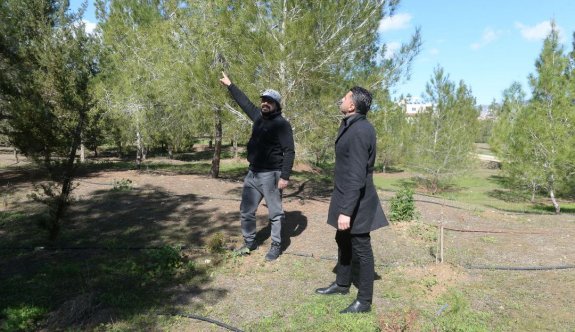 Gönyeli-Alayköy’de ağaçlar ilaçlandı, başarılı sonuç alındı
