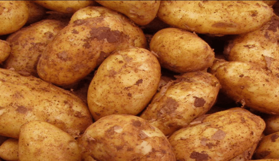 Kıbrıs'a özgü kırmızı patatesin tescili için çalışma