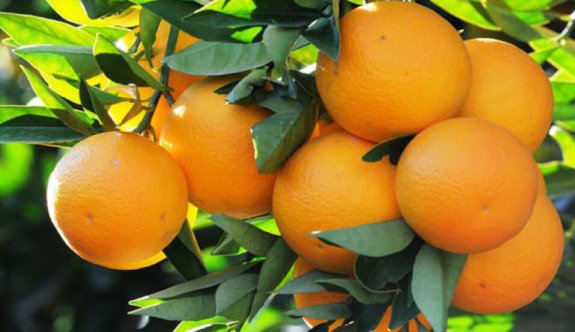 Narenciye üreticisi Valencia portakal ürününe iyi fiyat bekliyor