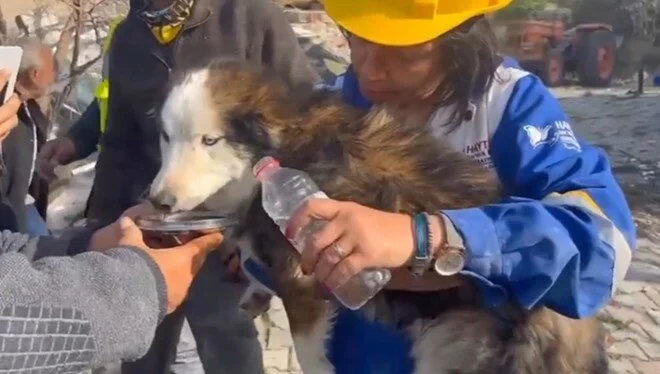 23 gün sonra 'Aleks' adlı köpek enkazdan kurtarıldı