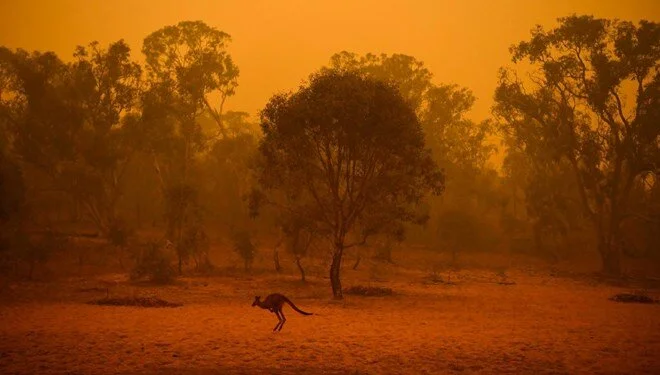 Avustralya'daki yangınlarda 100 bin hektarlık alan zarar gördü
