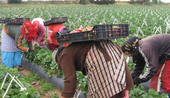 Ahna'daki bir çiftlikte 15 yabancı işçiye köle muamelesi