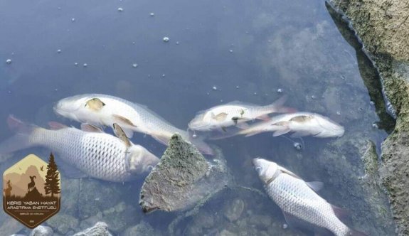 Balık ölümlerinin sebebi oksijenin tükenmesi