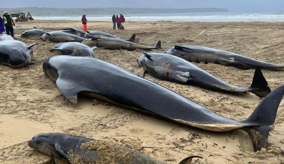 İskoçya'nın batısında kıyıya vuran 55 pilot balina öldü