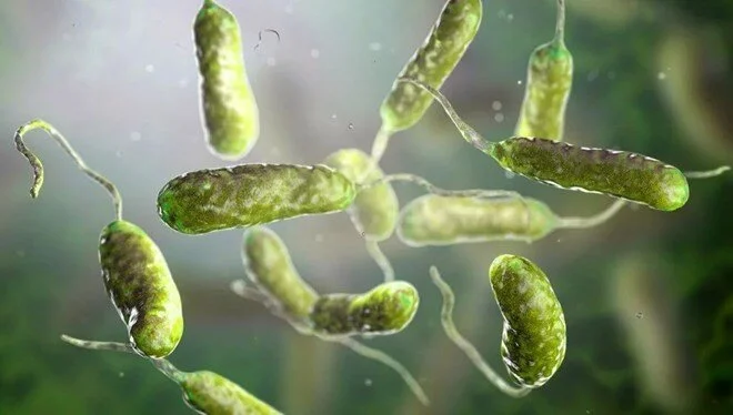 Sıtmayla mücadele edebilecek bakteri 'şans eseri' keşfedildi