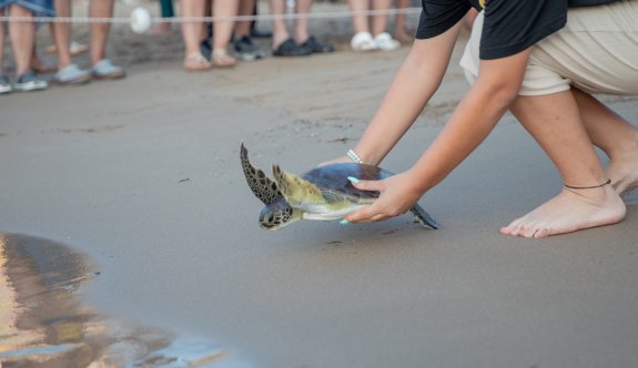 Boğulma tehlikesi yaşayan kaplumbağa denize bırakıldı