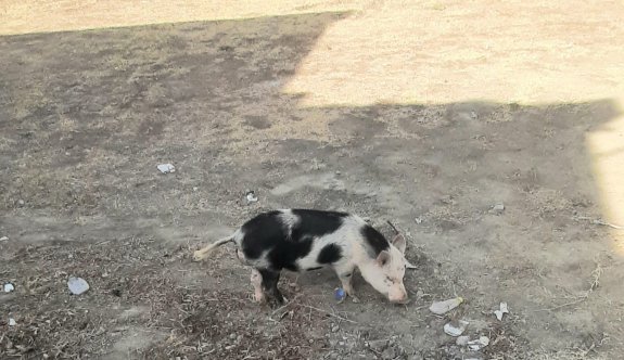 Necati Taşkın İlkokulu'nda domuz sürprizi