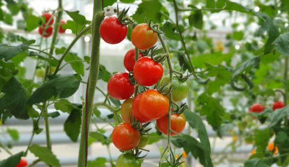 Türkiye’de üretilen domatesler Güney Kıbrıs’ta satılıyor
