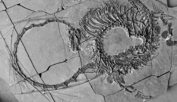 Fosilde 240 milyon yıllık 'ejderha' ortaya çıktı