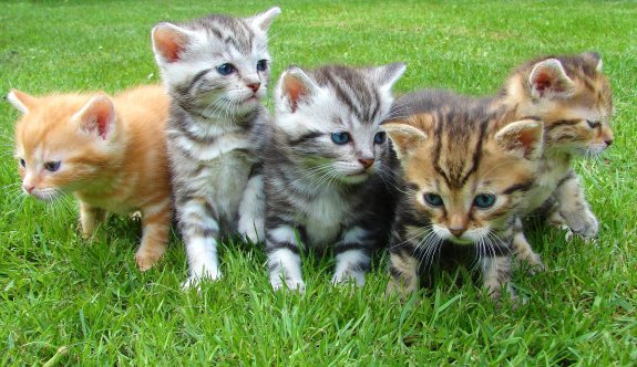 YDÜ araştırmacıları açıkladı: Kedi koronavirüsünün insana bulaşma riski var mı?
