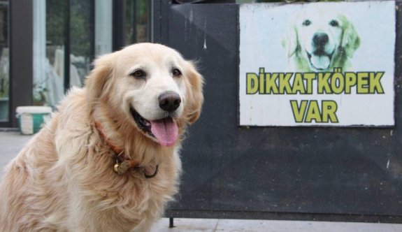 Golden cinsi köpek doktora havladı, sahibi 315 bin lira ceza aldı