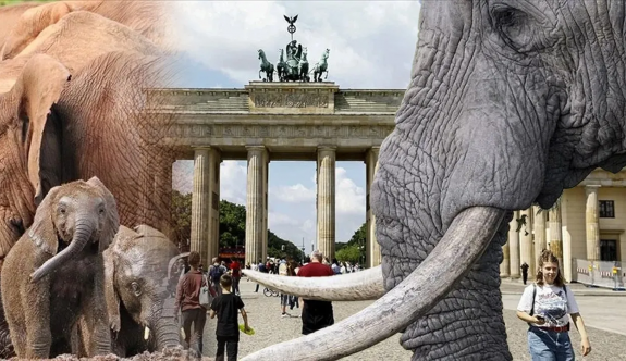 Almanya'ya 20 bin fil gönderme tehdidi