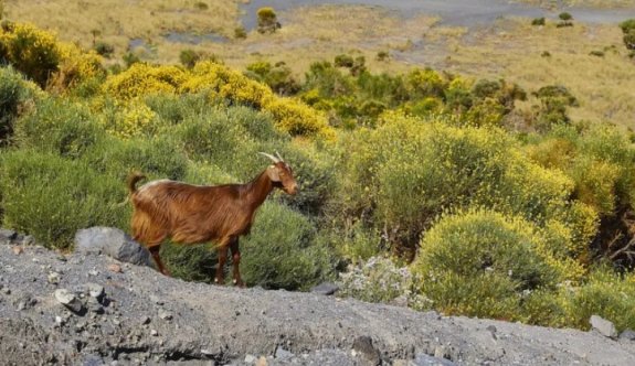 İtalya'da vahşi keçilerden bunalan küçük ada, sahiplendirme kampanyası başlattı
