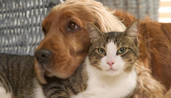 Kedi besleyen Fransız çiftin evcil hayvan beslemesi yasaklandı