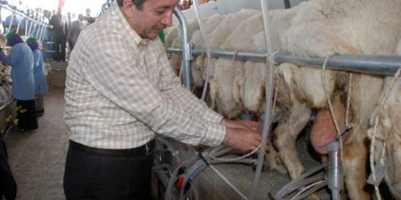 İnek, keçi ve koyun sütü fiyatları artırıldı