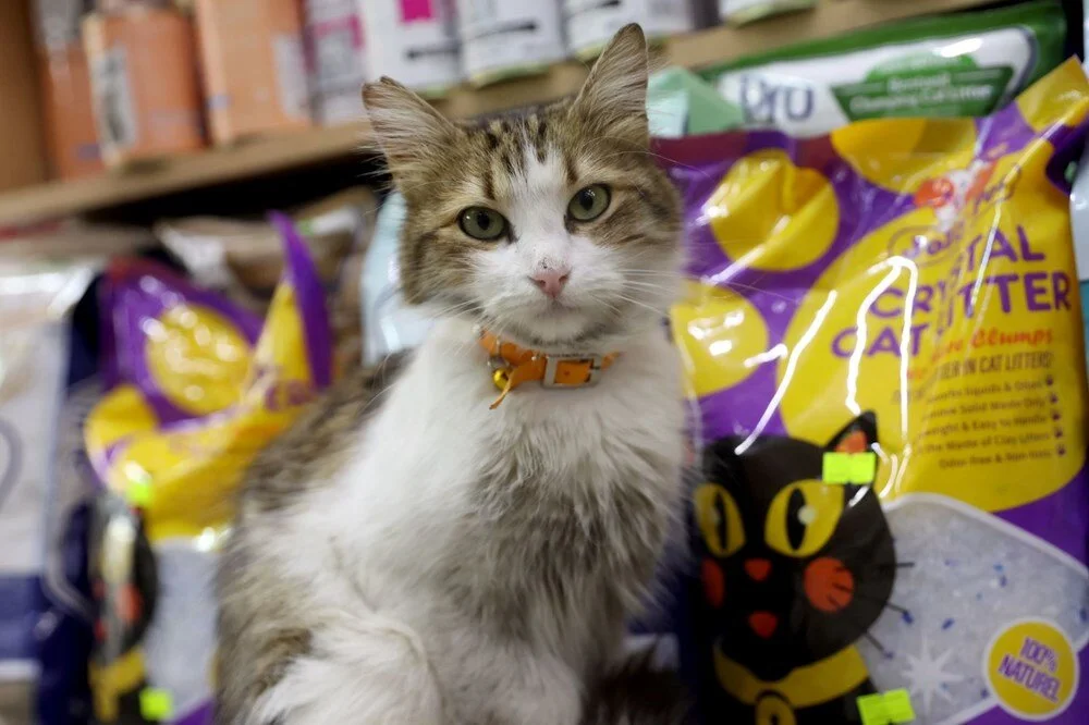 "Yedi Bela Hüsnü" lakaplı fenomen kedi mahallenin ilgi odağı oldu