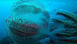 Papua Yeni Gine’de görüntülenen denizanası...