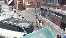Hayvanat bahçesinden kaçan zebra şehre...