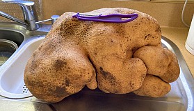 İşte dünyanın en büyük patatesi