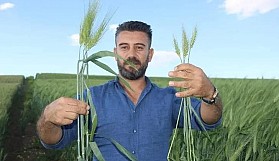 7 bin yıllık buğday, Türkiye'nin buğday sorununa ilaç olacak mı?