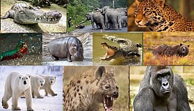 Dünyanın En Güçlü Isırığına Sahip 10 Hayvan